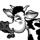 K&uuml;he bleiben meine Leidenschaft. / Cows are my passion.